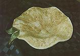 Ton-Arbeit Schale mit Blatt